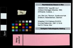 Foto (Objekt + Etikett) von Coelopus hoheneggeri (Moericke, 1889)  (NHMW-GEO-1990-0041-2789)